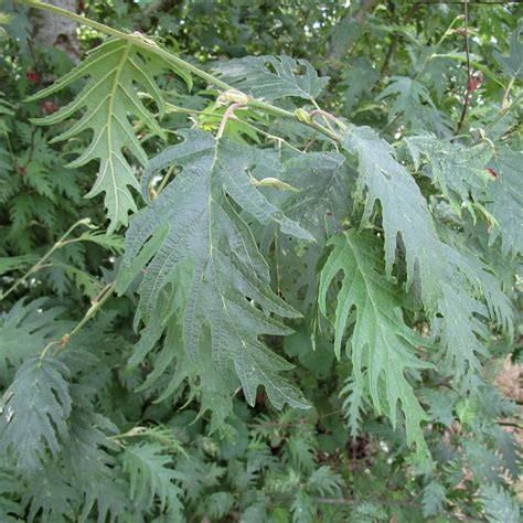 Alnus incana 'Laciniata' in Cathays Cemetery