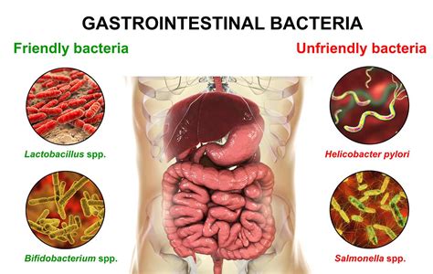 How Your Microbiome Affects your Whole Body | Functional Medicine