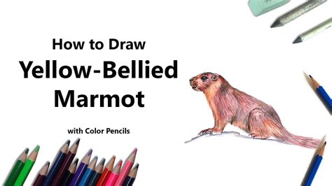 How to Draw a Yellow-Bellied Marmot with Color Pencils [Time Lapse ...