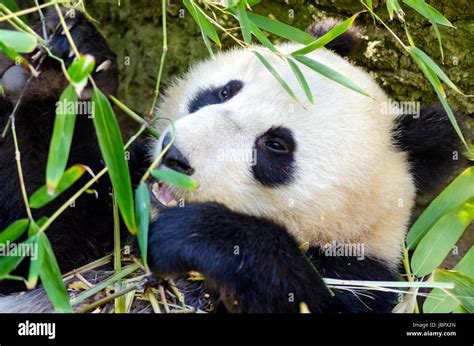 A cute adorable lazy baby giant Panda bear eating bamboo. The Ailuropoda melanoleuca is distinct ...