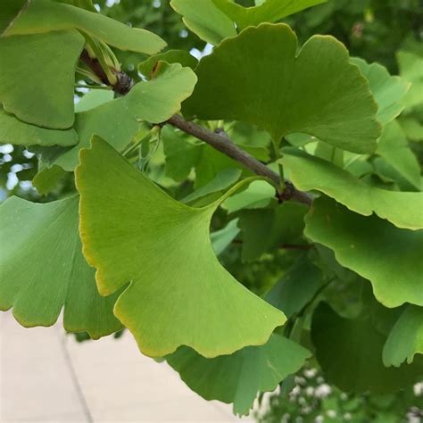 The leaves are starting to turn!!! #ginkgotree #ginkgo #imobsessedwithtrees #claytonmo | Plants ...