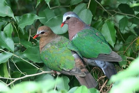 Common emerald dove (Chalcophaps indica)