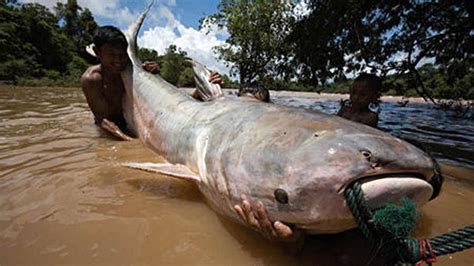 Der Pangasius und sein großer Bruder