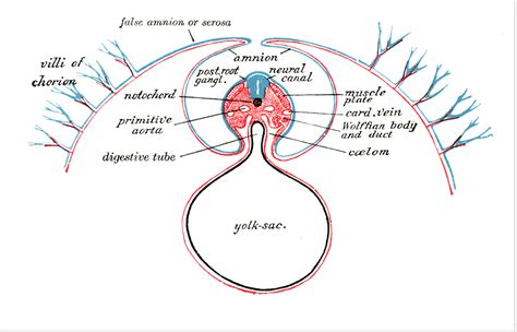 Level 1 - Embryology - Gray's Anatomy - Memrise