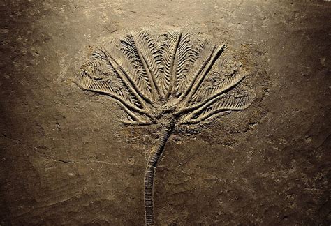 Fossil Of Jurassic Fern Triassic Age Animal Photo Background And ...