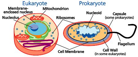 23.1B: Characteristics of Eukaryotic DNA - Biology LibreTexts