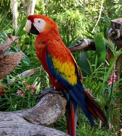 File:Scarlet Macaw (Ara macao) -Coco Reef -Mexico-6-2c.jpg - Wikimedia Commons