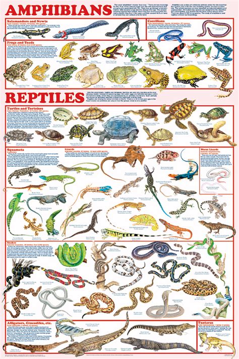 Amphibians & Reptiles (Laminated Poster)