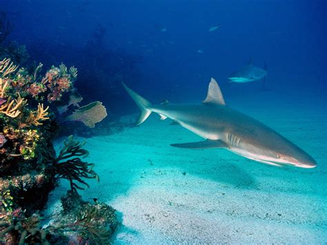 photograf: sharks wallpaper