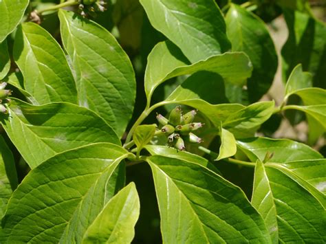 Cornejo florido (Cornus florida) | Identifique esa planta | Alai