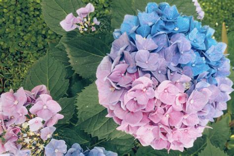 These Rare Three-Coloured Gradient Hydrangeas Are Super Pretty & Will Get You Dreaming Of Your ...