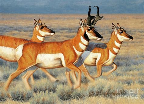 Antelope, Pronghorn Painting by Cynthie Fisher - Fine Art America