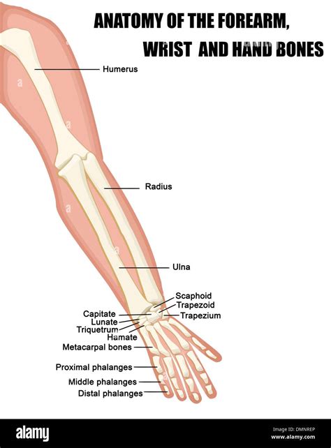 Hand And Forearm Anatomy Bones