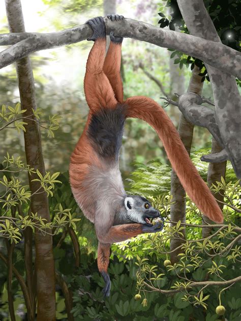 Pachylemur - Wikipedia | Extinct animals, Endangered animals ...