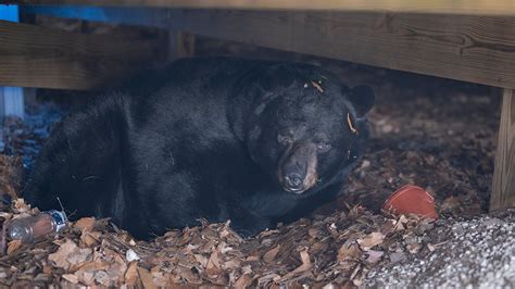 Connecticut family finds black bear hibernating under their outdoor deck: 'Not bothering us ...