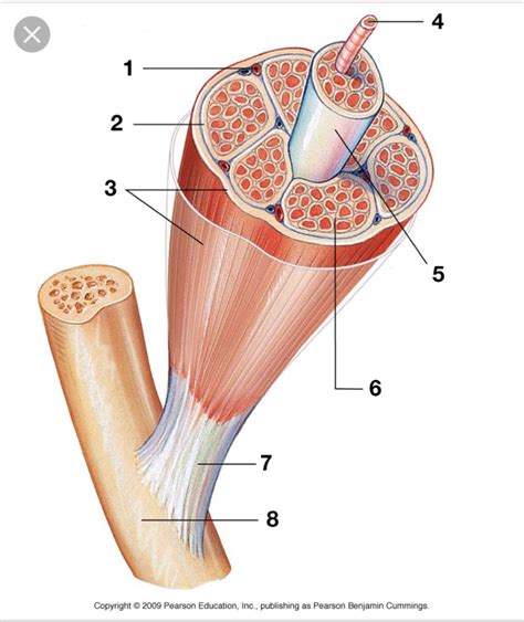 Skeletal Muscle Tissue Structure Diagram | Quizlet