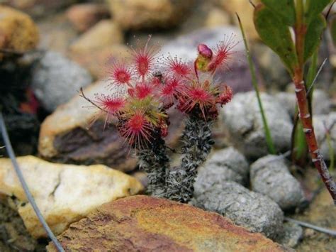 Carnivorous Plants and their Habitats 8 Carnivorous Plants, Carnivores, Red Peppercorn, Habitats