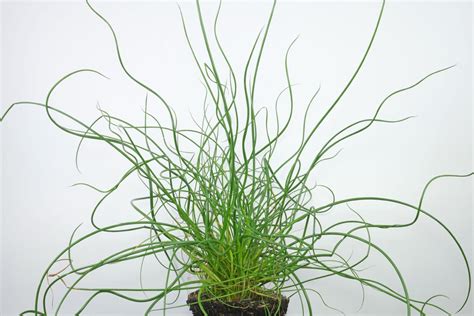 Juncus effusus "Spiralis"