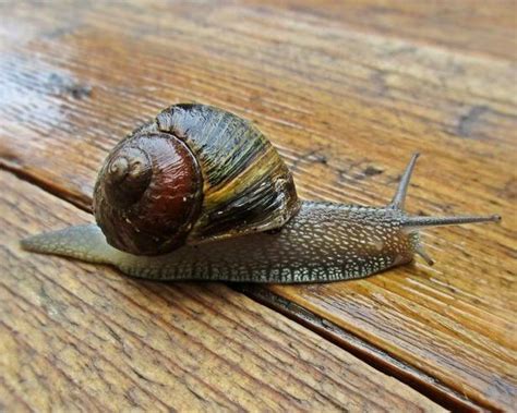 Garden snail | All Species Wiki | Fandom