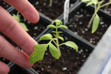 These tomato seedlings have grown up so much! Wonderful healthy looking leaves | Tomato ...