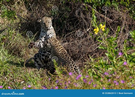 Jaguar cubs playing stock image. Image of biggest, cats - 253862013