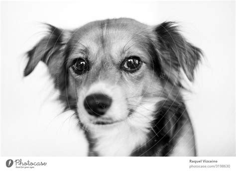 Black and white portrait of a dog. - a Royalty Free Stock Photo from ...