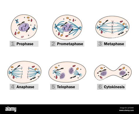 Meiosis Prophase 1 Diagram