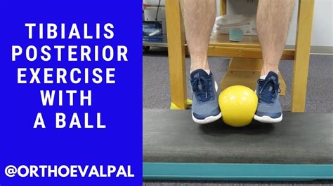 Tibialis Posterior Strengthening Exercise with a Ball-Ortho Eval Pal - YouTube