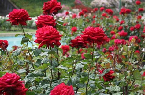 Visit The Most Celebrated Flower Festival: The Rose Festival Chandigarh