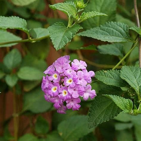 Purple Trailing Lantana | Star Nursery Garden and Rock Centers