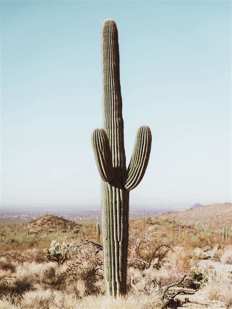 "Cacti, Desert, Landscape, Sky, Nature print" Poster by juliaemelian ...