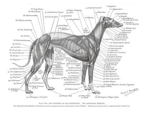 Greyhound Muscle Plate | Dog anatomy, Dog skeleton, Grey hound dog