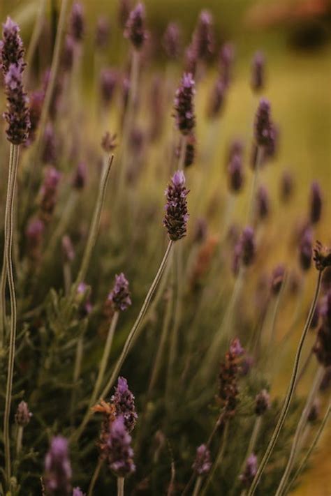 Close Up of Lavender Field · Free Stock Photo