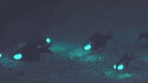 science based - How Could Bioluminescence work as a Flashlight ...