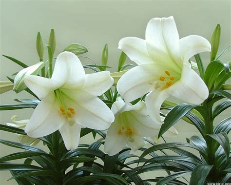 Health And Medicinal Benefits Of White Lily flower - Yabibo