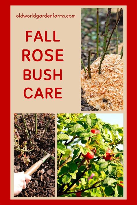 Fall Rose Bush Care - How To Get Roses Ready For Winter | Rose bush ...