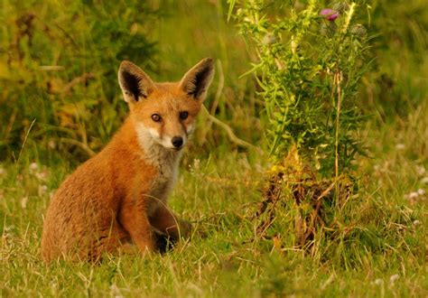 Sam And Lisa's Wildlife Photos: Fox Cubs