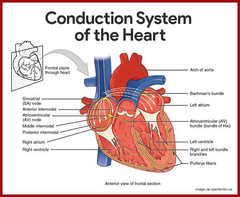 Cardiovascular System Anatomy and Physiology: Study Guide for Nurses