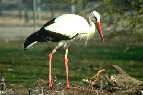 Pashudhan and Animal Science : The Siberian crane – Migratory bird