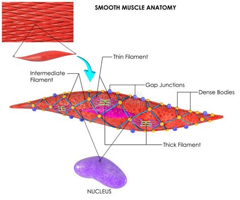 Smooth Muscle Cell Structure