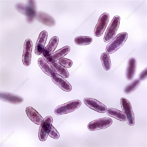 Aeromonas bacteria, illustration - Stock Image - F038/1143 - Science ...