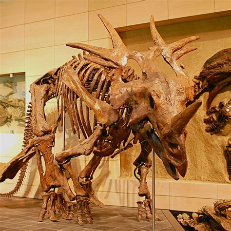 Styracosaurus albertensis | Horned dinosaurs come in extra-s… | Flickr