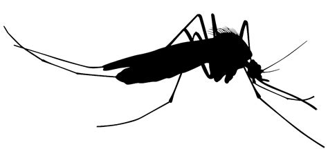 Mosquito Silhouette Clip art - mosquito png download - 1300*594 - Free ...