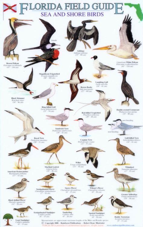 Florida Field Guide, Sea and Shore Birds in 2020 | Shorebirds, Birds, Field guide