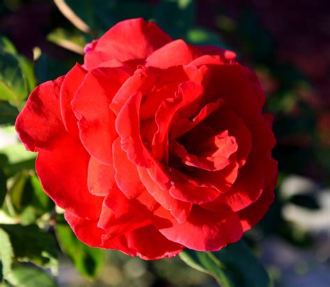 Red Rose in Bloom – Photos Public Domain