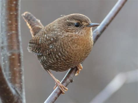 Sit Spot Haiku -Winter Wren – Naturalist Weekly