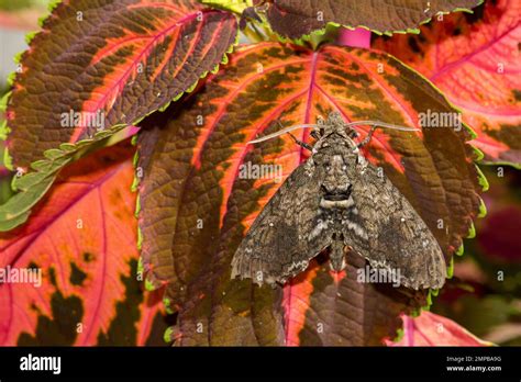 Carolina Sphinx Moth - Manduca sexta Stock Photo - Alamy