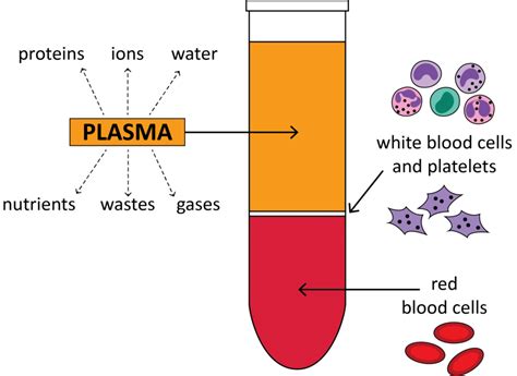 Chemical Makeup Of Blood Plasma - Makeup Vidalondon