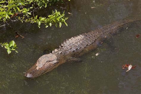 Free Images : water, nature, swamp, wilderness, shore, river, pond ...