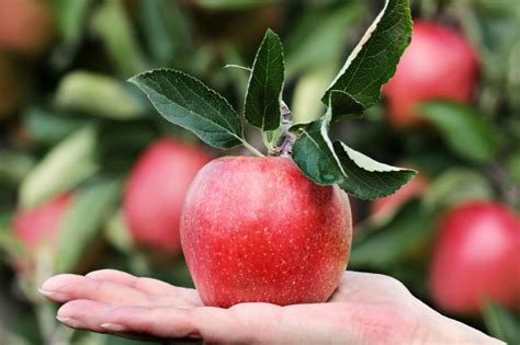 Ode To The Orchard - Delicious Ontario Apples - Look Local Magazine